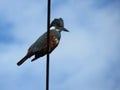 kingfisher on a wire Royalty Free Stock Photo