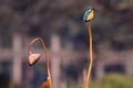 Kingfisher and withered lotus Royalty Free Stock Photo