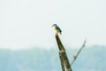 Kingfishers or Alcedinidae bird. It is a species of fish eaters, waiting to catch a fish. Its an excellent divers. RajasthanÃ¢â¬â¢s