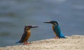 Beautiful Kingfishers sitting in the side of the lake.