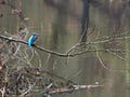 Kingfisher patiently waiting for fish Royalty Free Stock Photo