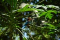 Kingfishers or Alcedinidae on papaya branch with green leaves Royalty Free Stock Photo