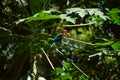 Kingfishers or Alcedinidae on papaya branch
