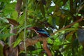 Kingfishers or Alcedinidae on tree branch Royalty Free Stock Photo