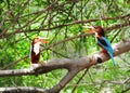 Kingfishers, arguments of birds, twin kingfishers of India