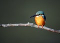 kingfishers