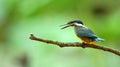 Kingfishers