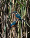 Kingfishers on a branch.