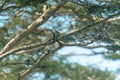 Kingfisher or Alcedo atthis perches on branch Royalty Free Stock Photo