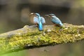 Kingfisher, Scientific name: Alcedinidae Royalty Free Stock Photo