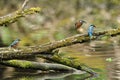 Kingfisher, Scientific name: Alcedinidae Royalty Free Stock Photo
