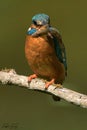 Kingfisher, Scientific name: Alcedinidae