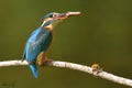 Kingfisher, Scientific name: Alcedinidae Royalty Free Stock Photo