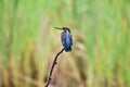 Kingfisher, Scientific name: Alcedinidae Royalty Free Stock Photo