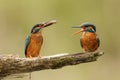 Kingfishers with fish