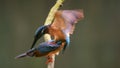 Kingfishers mating