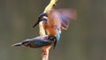 Kingfishers mating