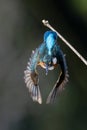kingfishers in nature Thailand.