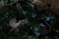 kingfishers in nature Thailand.