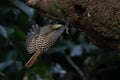 kingfishers in nature Thailand.