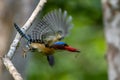 kingfishers in nature Thailand.