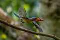 kingfishers in nature Thailand.