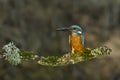 Kingfishers with Ninespine stickleback. Royalty Free Stock Photo