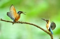 Kingfishers