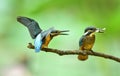 Kingfishers