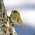 Kinglet ( Regulus ) Royalty Free Stock Photo