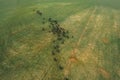 Kings of the Belarusian forests. Herd of bison