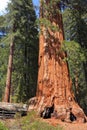 Kings Canyon National Park, General Grant Tree and Fallen Monarch Giant Sequoia in the Sierra Nevada, California, USA Royalty Free Stock Photo