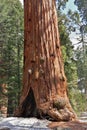 Kings Canyon National Park with General Grant Giant Redwood Tree from Fallen Monarch, Sierra Nevada, California Royalty Free Stock Photo