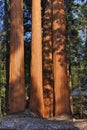 Kings Canyon National Park with Giant Sequoias at Grants Grove in Evening Light, Sierra Nevada, California Royalty Free Stock Photo