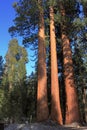 Kings Canyon National Park, Sierra Nevada, Giant Sequoias in Evening Light at General Grant`s Grove, California, USA Royalty Free Stock Photo