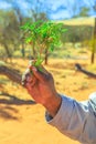 Australian aboriginal bush plants Royalty Free Stock Photo