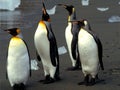 Kings penguins Royalty Free Stock Photo