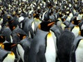 Kings penguins Royalty Free Stock Photo