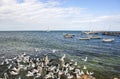Flock of pelican at the wharf area of Kingscote a town of Kangaroo Island in South Australia Australia.