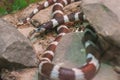 Kingsnake, Lampropeltis, a genus of non-venomous snakes in the family Serpentidae, in a terrarium close-up. Royalty Free Stock Photo