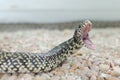 Kingsnake or lampropeltis getula brooksi Royalty Free Stock Photo