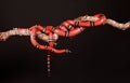 Kingsnakes entwined Royalty Free Stock Photo