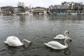 Flock of swans and waterbirds at Riverside Walk promenade by the River Thames in Kingston, England