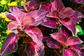 Kingswood Torch - Coleus plant Royalty Free Stock Photo
