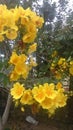 Kinihira Flowers in sri Lanka Royalty Free Stock Photo