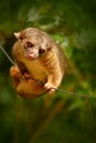 Kinkajou from Costa Rica. Royalty Free Stock Photo