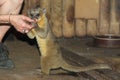 Kinkajou feeding