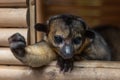 Kinkajou in his house, holds out a paw, clasped in a fist