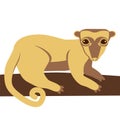 Kinkajou honey bear animal