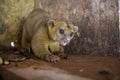 Kinkajou or honey bear or minko de noche